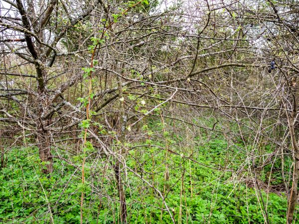 Underbrush Clearing in Foley