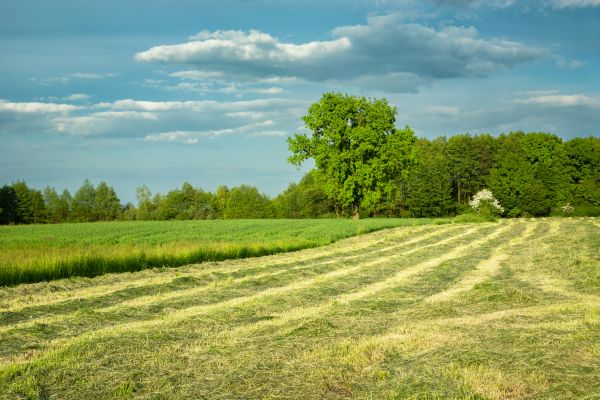 Cost of Vegetation Removal in Foley