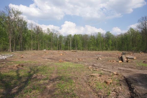 Cost of Pasture Clearing in Foley