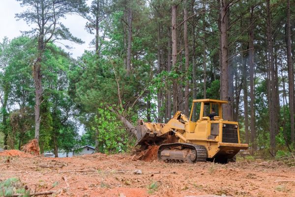 Forest Thinning in Foley