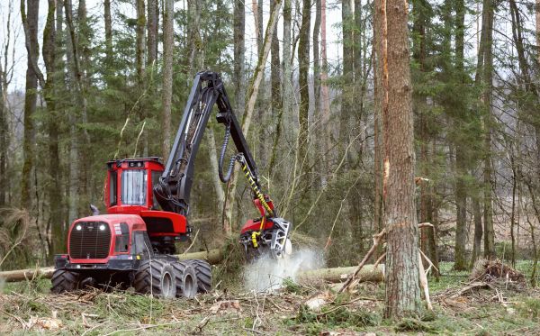 Cost of Forest Clearance Service in Foley