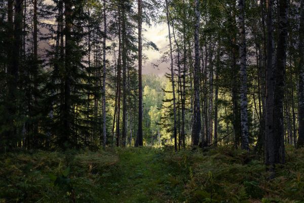 Cost of Pine Tree Clearing in Foley