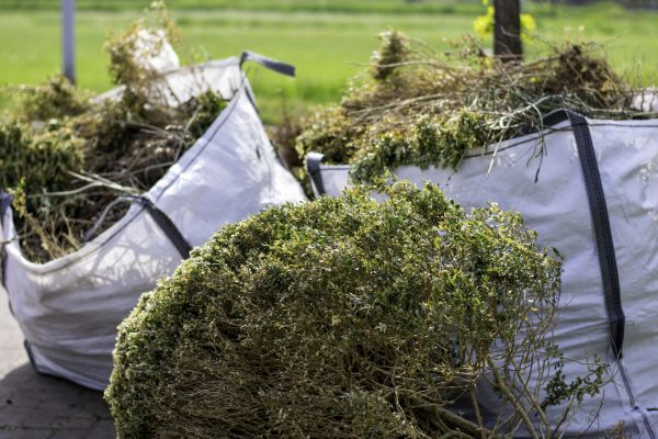 Cost of Bushes Clearing in Foley