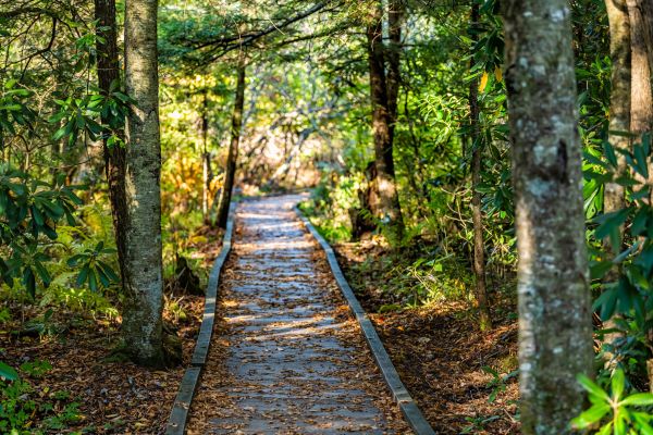 Cost of Trail Clearing in Foley