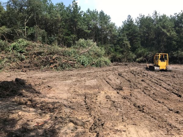 Cost of Thicket Clearing in Foley